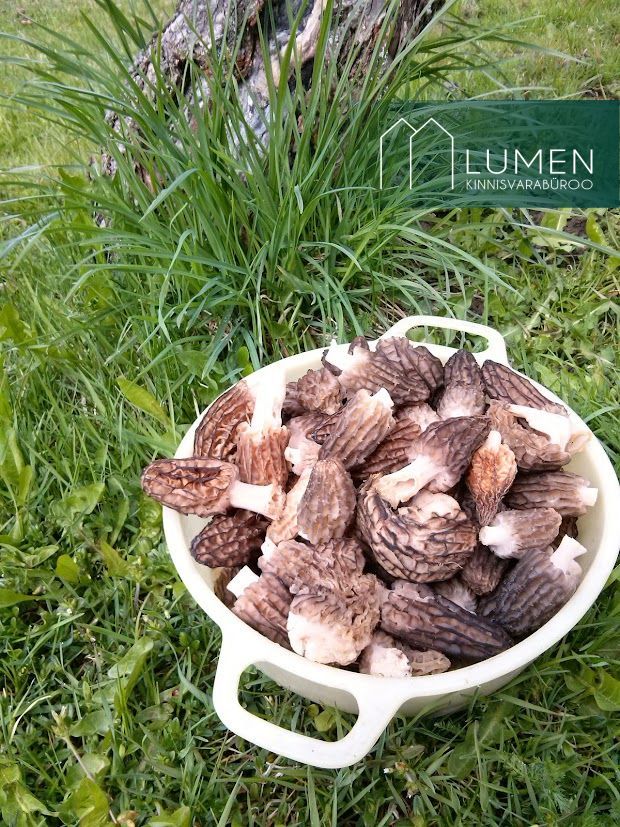 Põlva maakond, Räpina vald, Meeksi küla Vahtrapuu