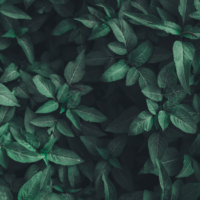 entry-header__bg